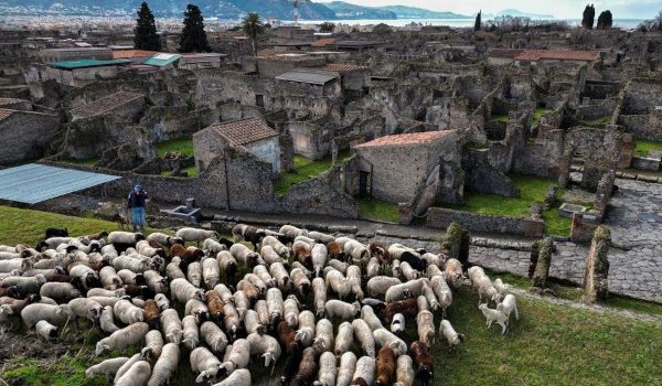 sheep_pompeii