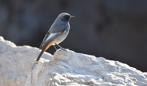 logo del Parco Archeologico di Pompei