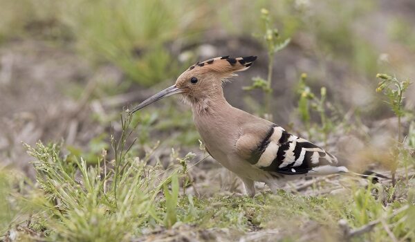 foto gianluca Nunziata Rega 1 600