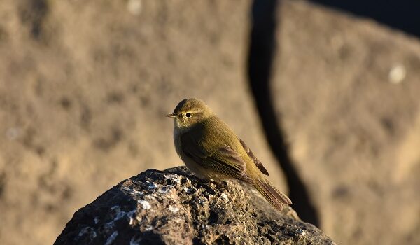 logo del Parco Archeologico di Pompei