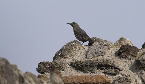 passero solitario femmina foto giancarlo nunziata rega 600
