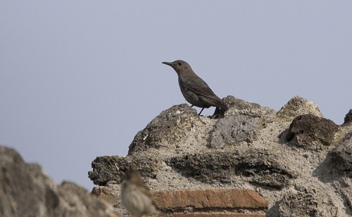 passero solitario maschio foto maurizio fraissinet 500