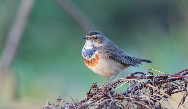 logo del Parco Archeologico di Pompei