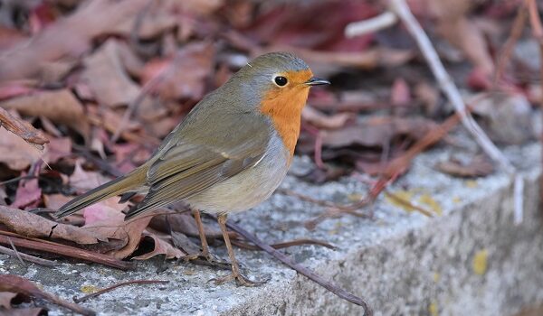 logo del Parco Archeologico di Pompei